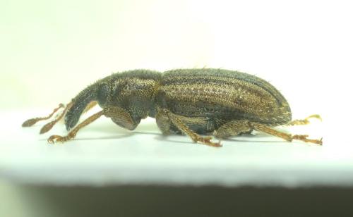 Listronotus cyrticus